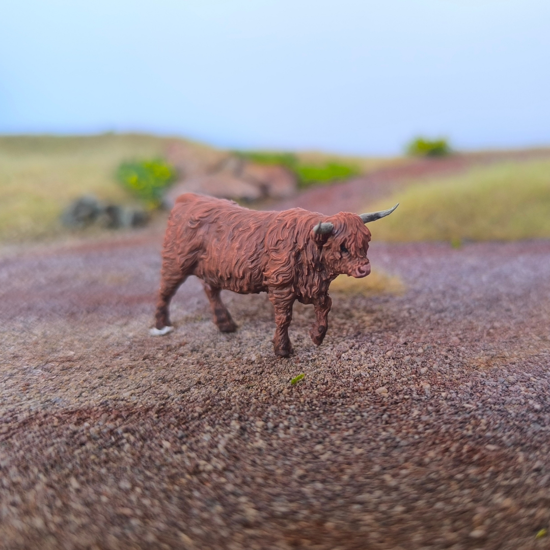 Boeuf écossais highland